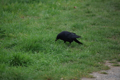 Corvus corone