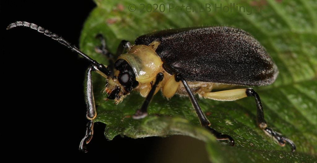 Coelomera submetallica