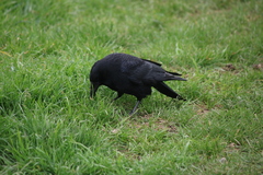 Corvus corone