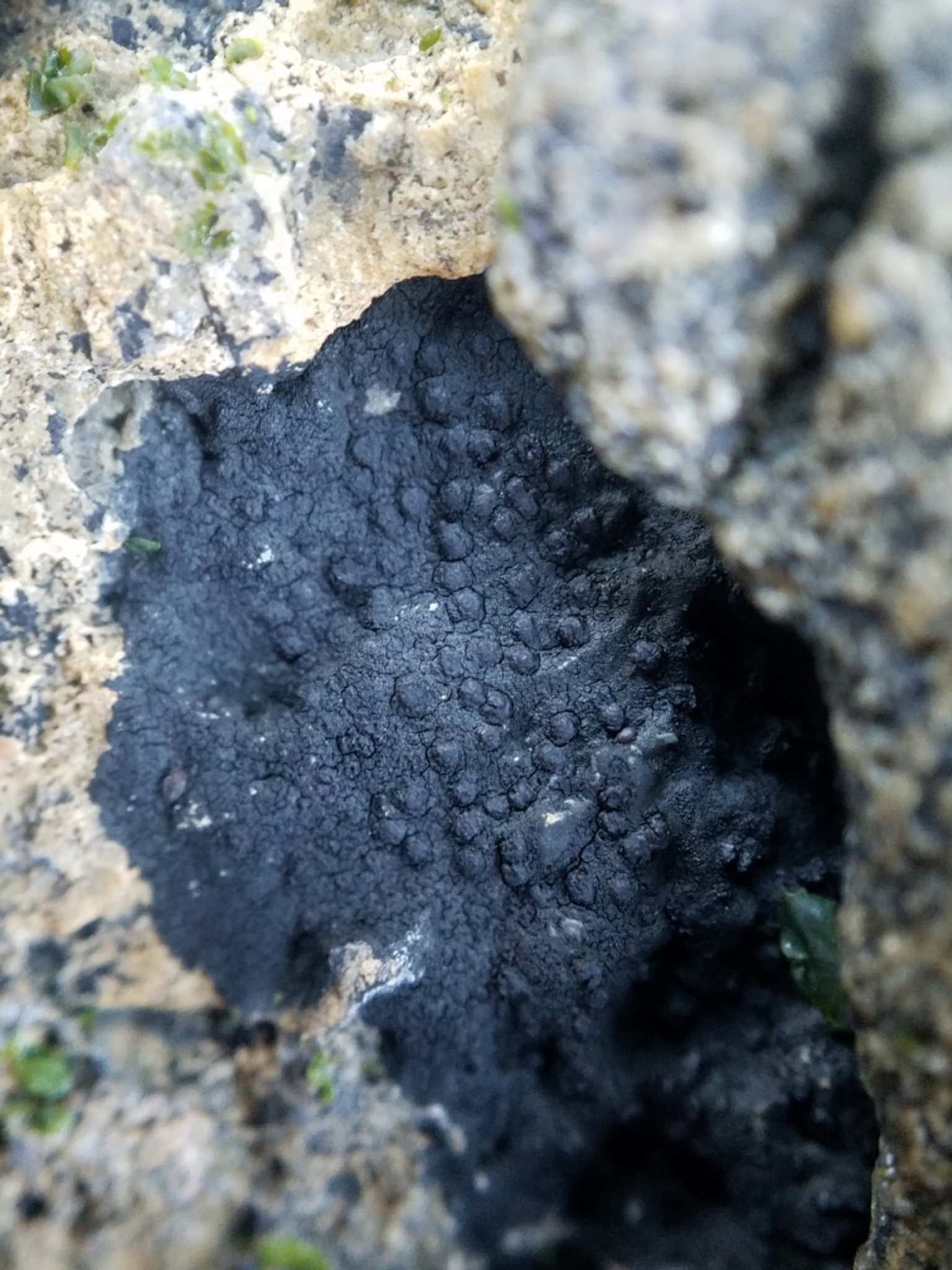 Hydropunctaria image