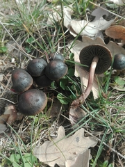 Panaeolus ater