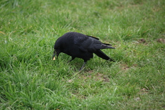 Corvus corone