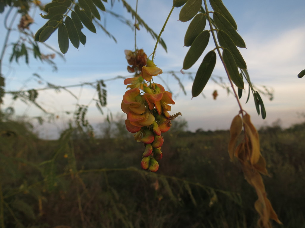 Sesbania macroptera Micheli