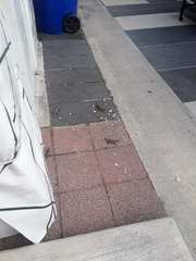 Anolis sagrei sagrei