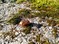 Amphimallon solstitiale