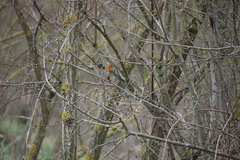 Erithacus rubecula
