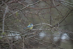 Cyanistes caeruleus