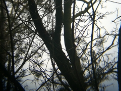 Dendrocopos major