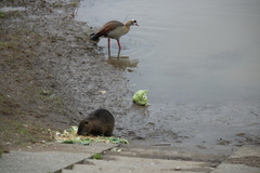 Alopochen aegyptiaca