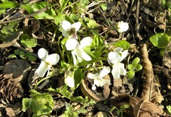 Viola alba
