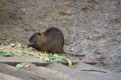 Myocastor coypus