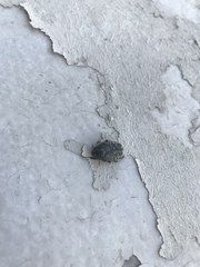 Oxythyrea funesta