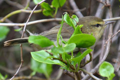 Gerygone albofrontata