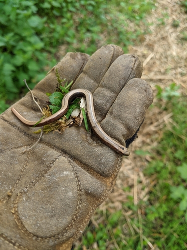 Common Slowworm