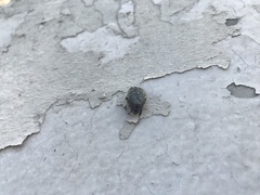Oxythyrea funesta