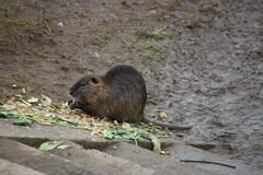 Myocastor coypus