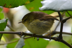 Gerygone albofrontata