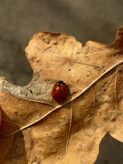 Coccinella septempunctata