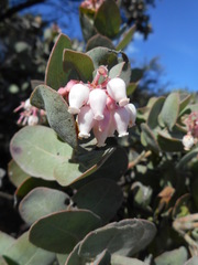 Arctostaphylos auriculata