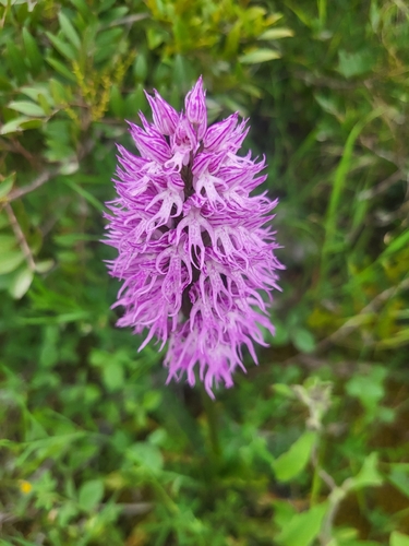 Naked-man Orchid