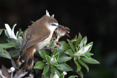 Gerygone albofrontata