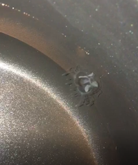 Craspedacusta sowerbii