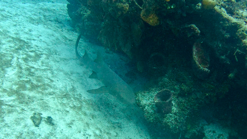 Ginglymostoma cirratum