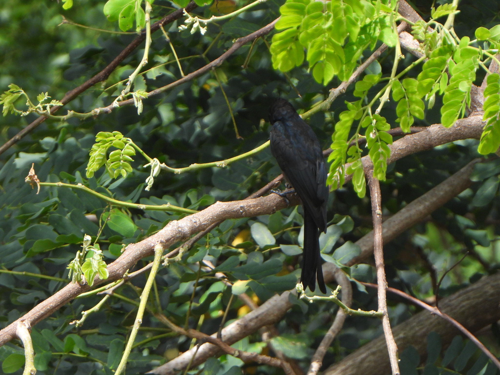 Crested Drongo (Dicrurus forficatus), photo 5