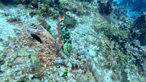 Sparisoma viride