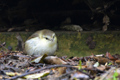 Gerygone albofrontata