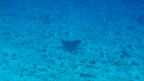 Aetobatus narinari