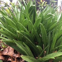 Hyacinthus orientalis