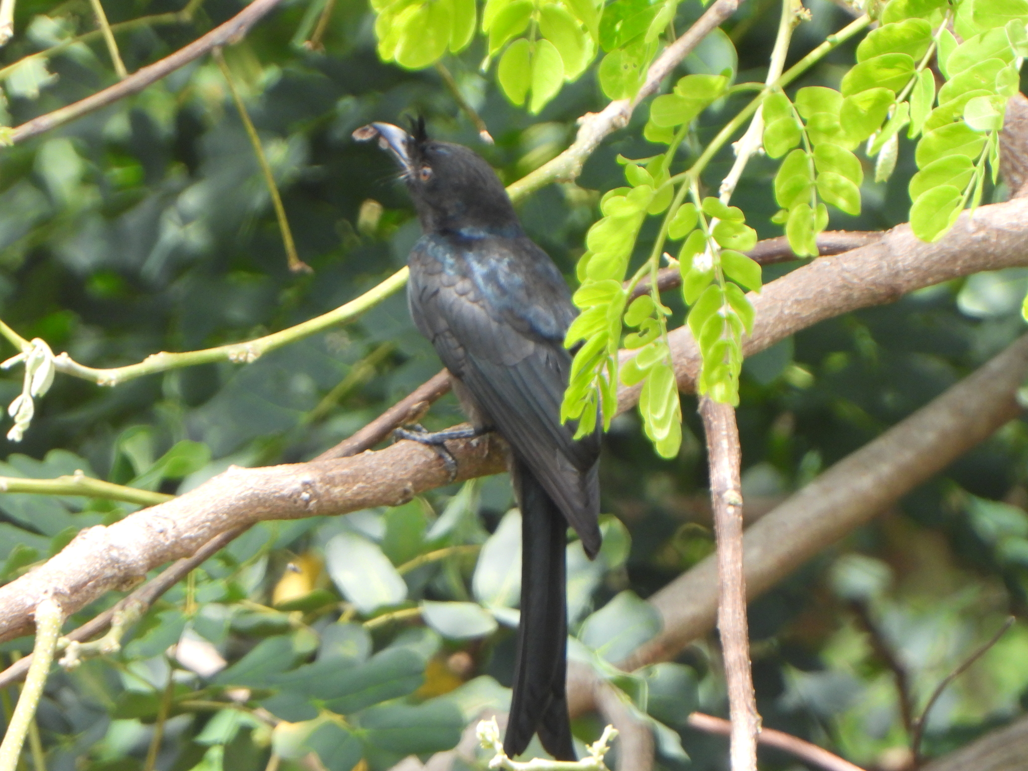 Crested Drongo (Dicrurus forficatus), photo 3