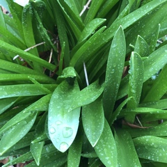 Hyacinthus orientalis