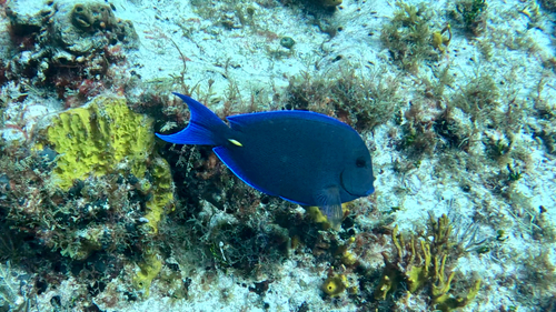Acanthurus coeruleus