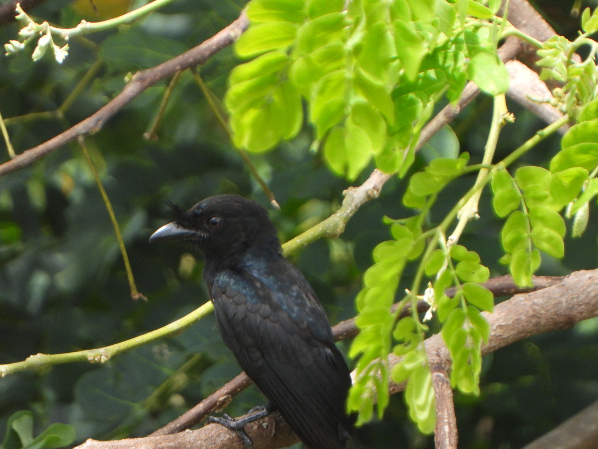Crested Drongo (Dicrurus forficatus), photo 2