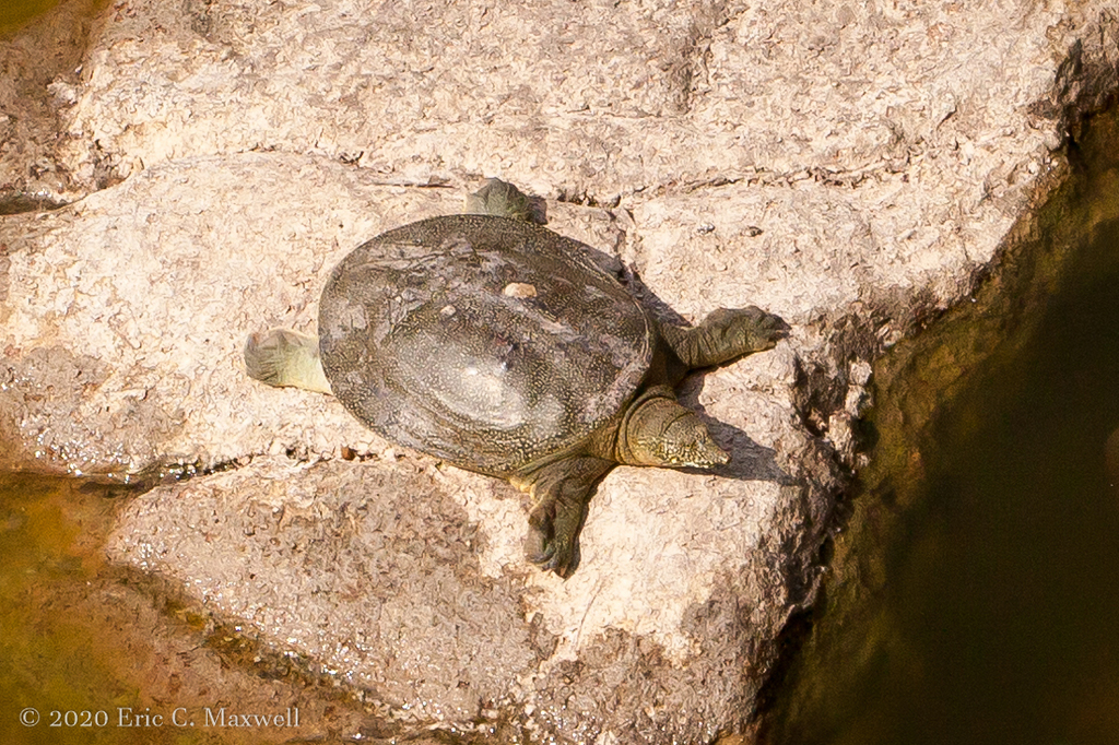 Photo by Eric C. Maxwell