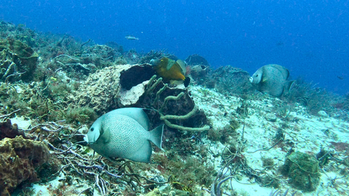Pomacanthus arcuatus