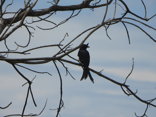 Crested Drongo (Dicrurus forficatus), photo 6