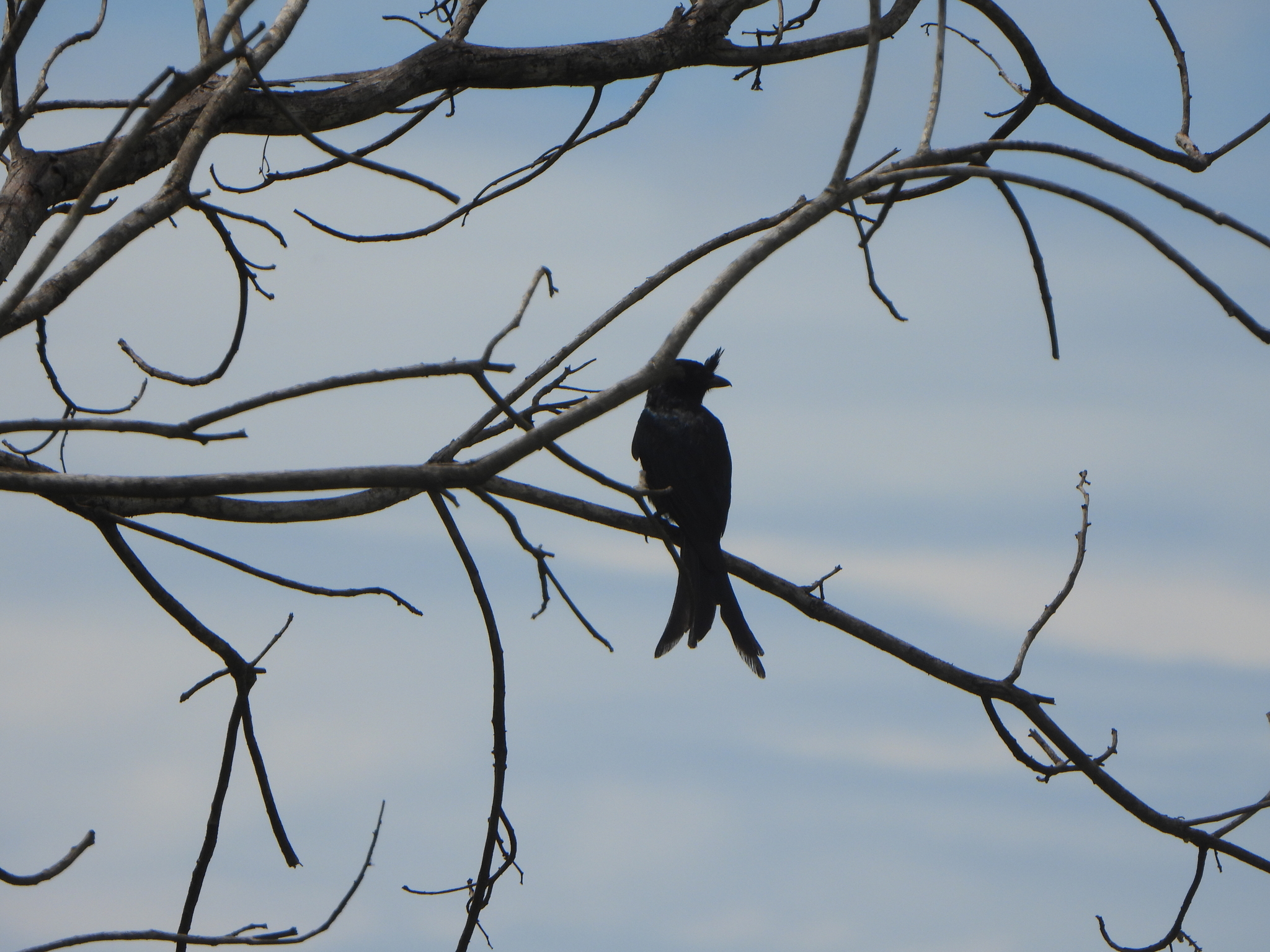 Crested Drongo (Dicrurus forficatus), photo 6