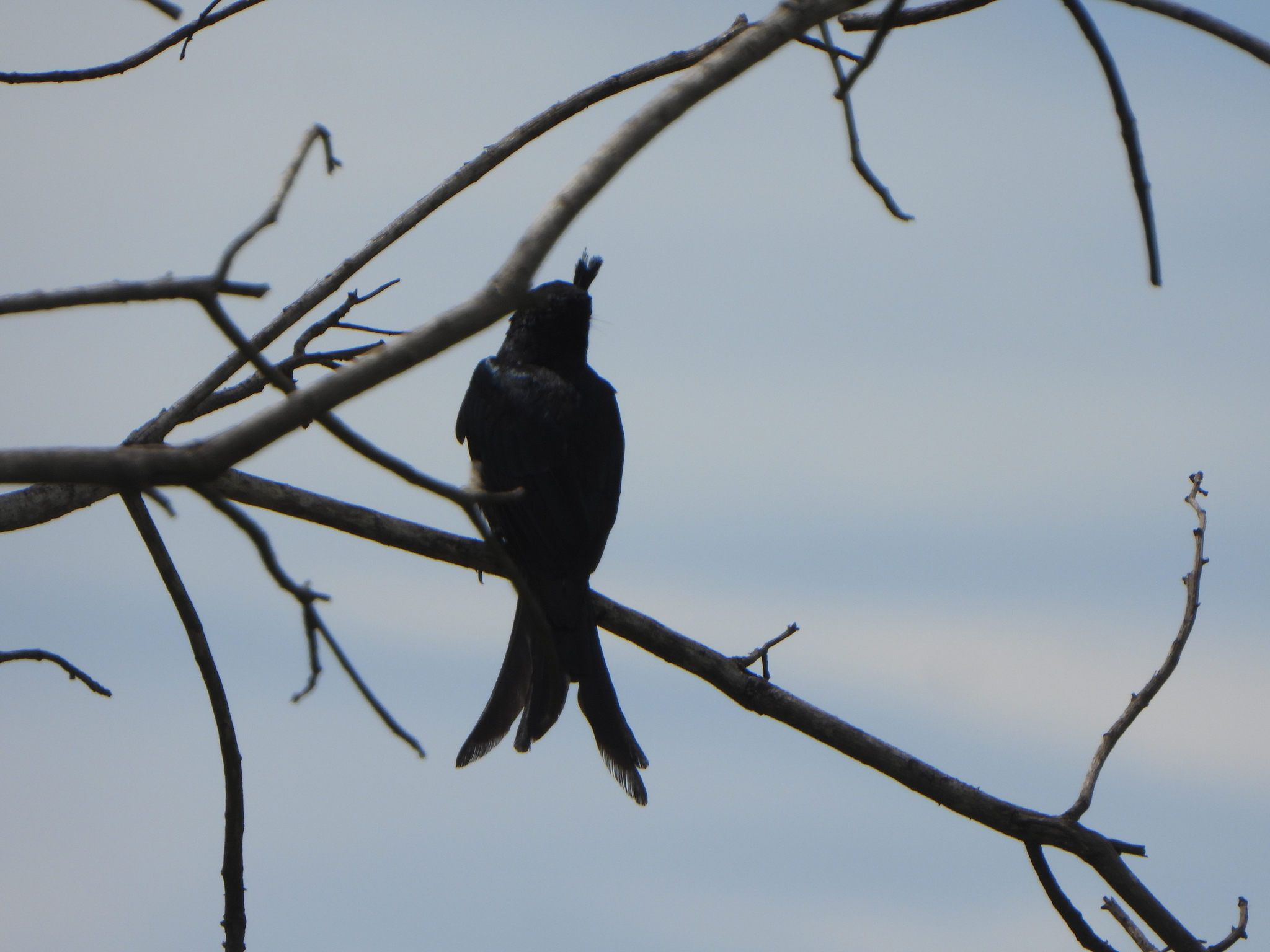 Crested Drongo (Dicrurus forficatus), photo 7