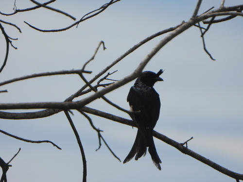Crested Drongo (Dicrurus forficatus), photo 8