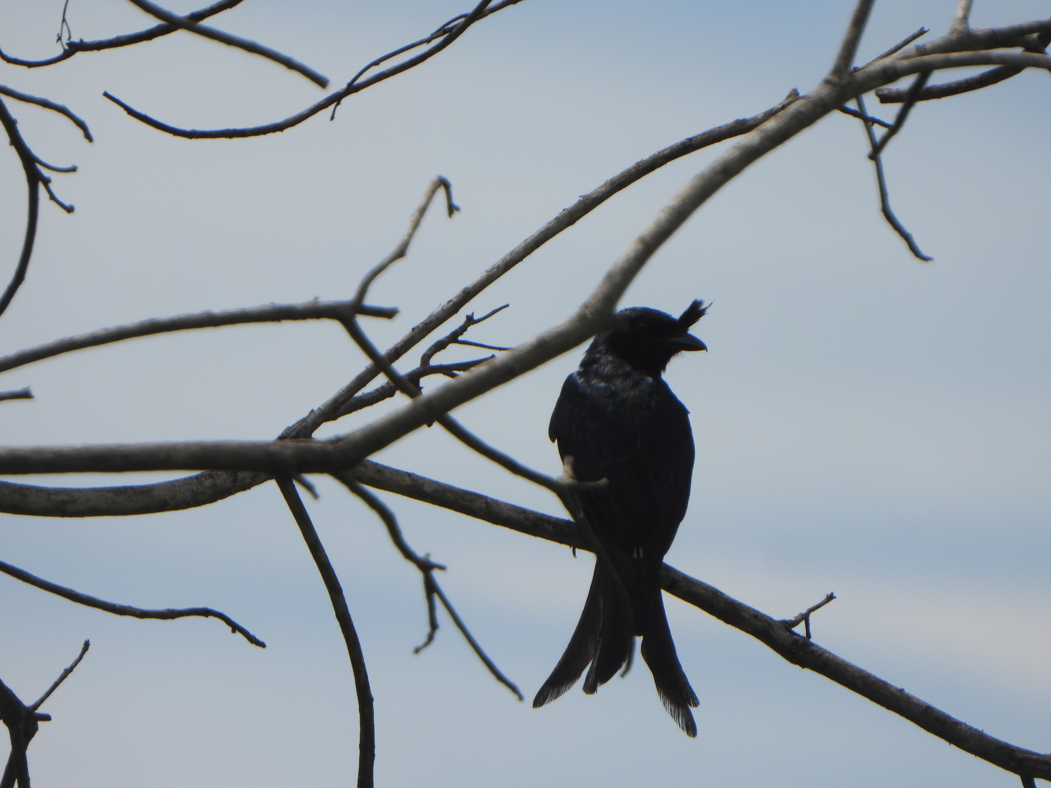 Crested Drongo (Dicrurus forficatus), photo 8