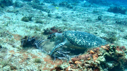 Eretmochelys imbricata