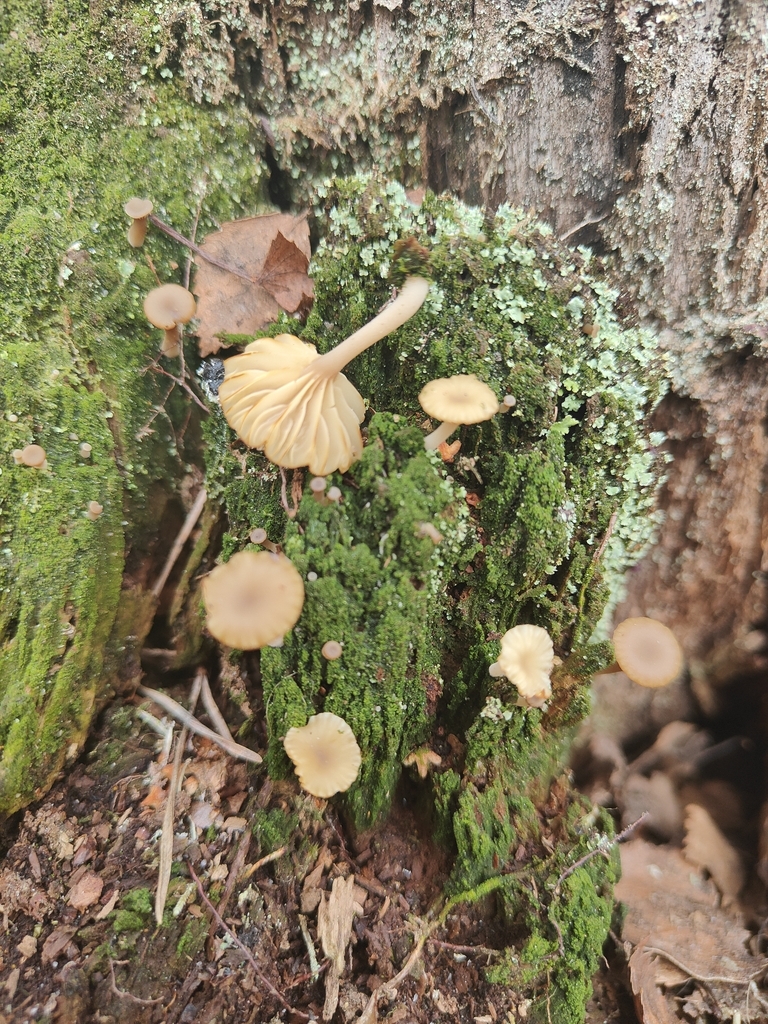 Lichenomphalia ericetorum · April 2026 · photo: © uilleam-uir (iNaturalist, cc0)