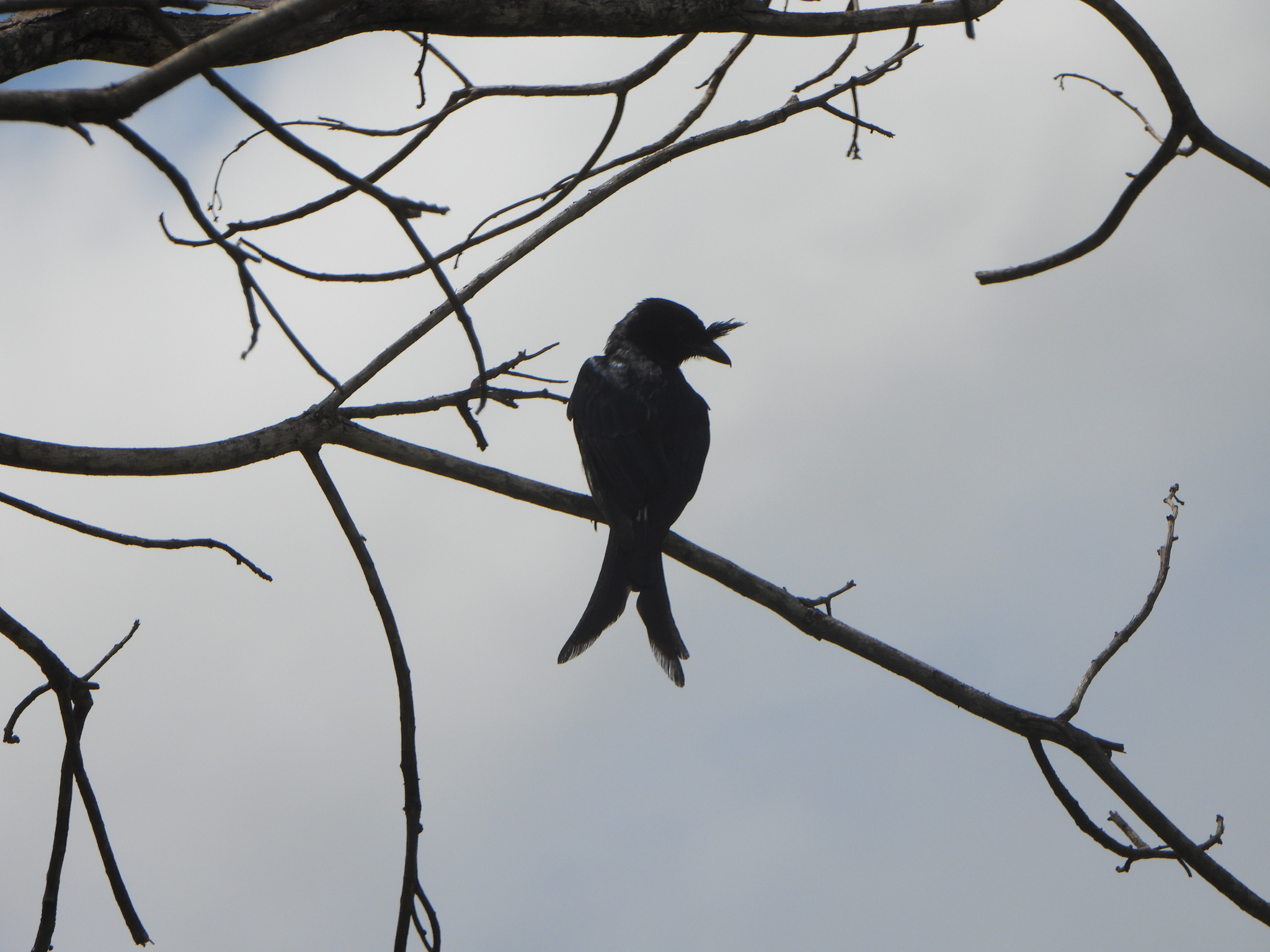 Crested Drongo (Dicrurus forficatus), photo 9
