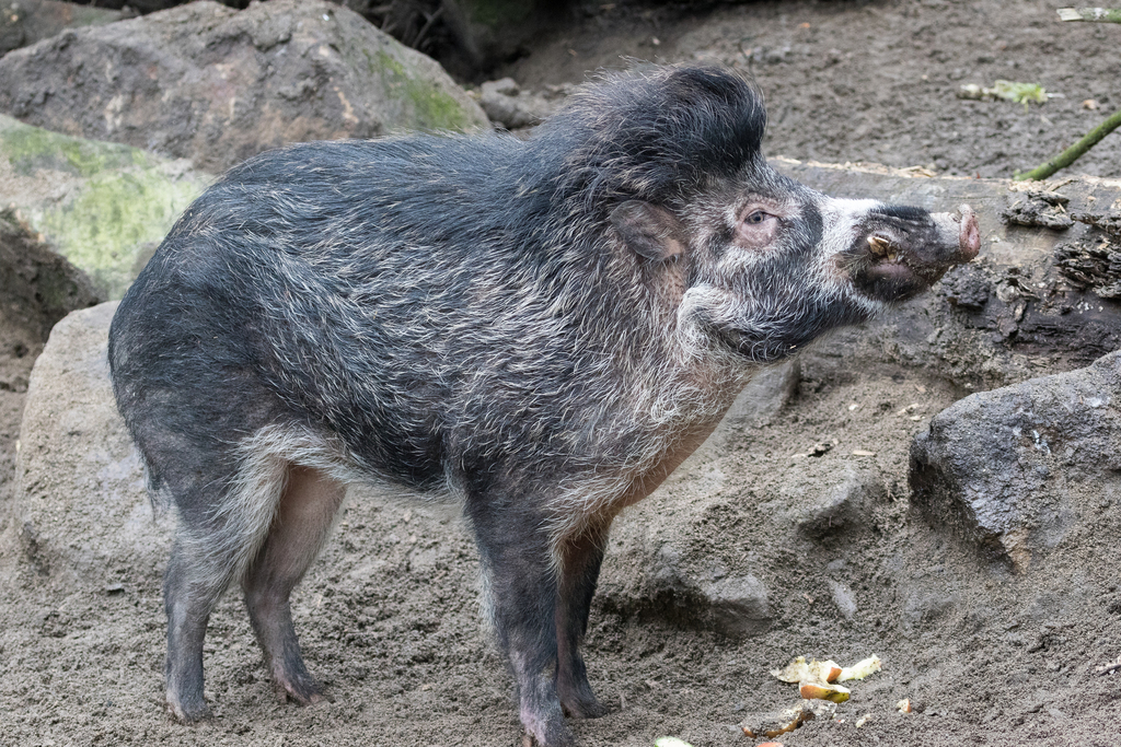 Visayan Warty Pig