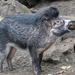 Visayan Warty Pig - Photo (c) Zweer de Bruin, some rights reserved (CC BY-NC-ND)