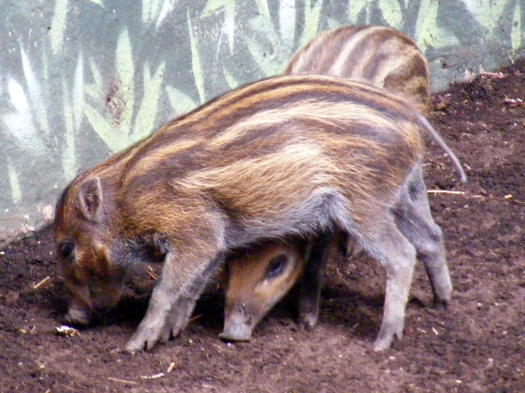 Visayan Warty Pig