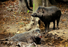 Visayan Warty Pig photo 2
